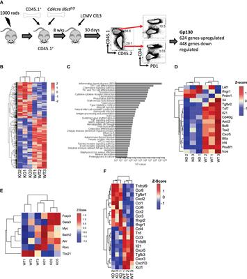 IL-6 and IL-27 play both distinct and redundant roles in regulating CD4 T-cell responses during chronic viral infection